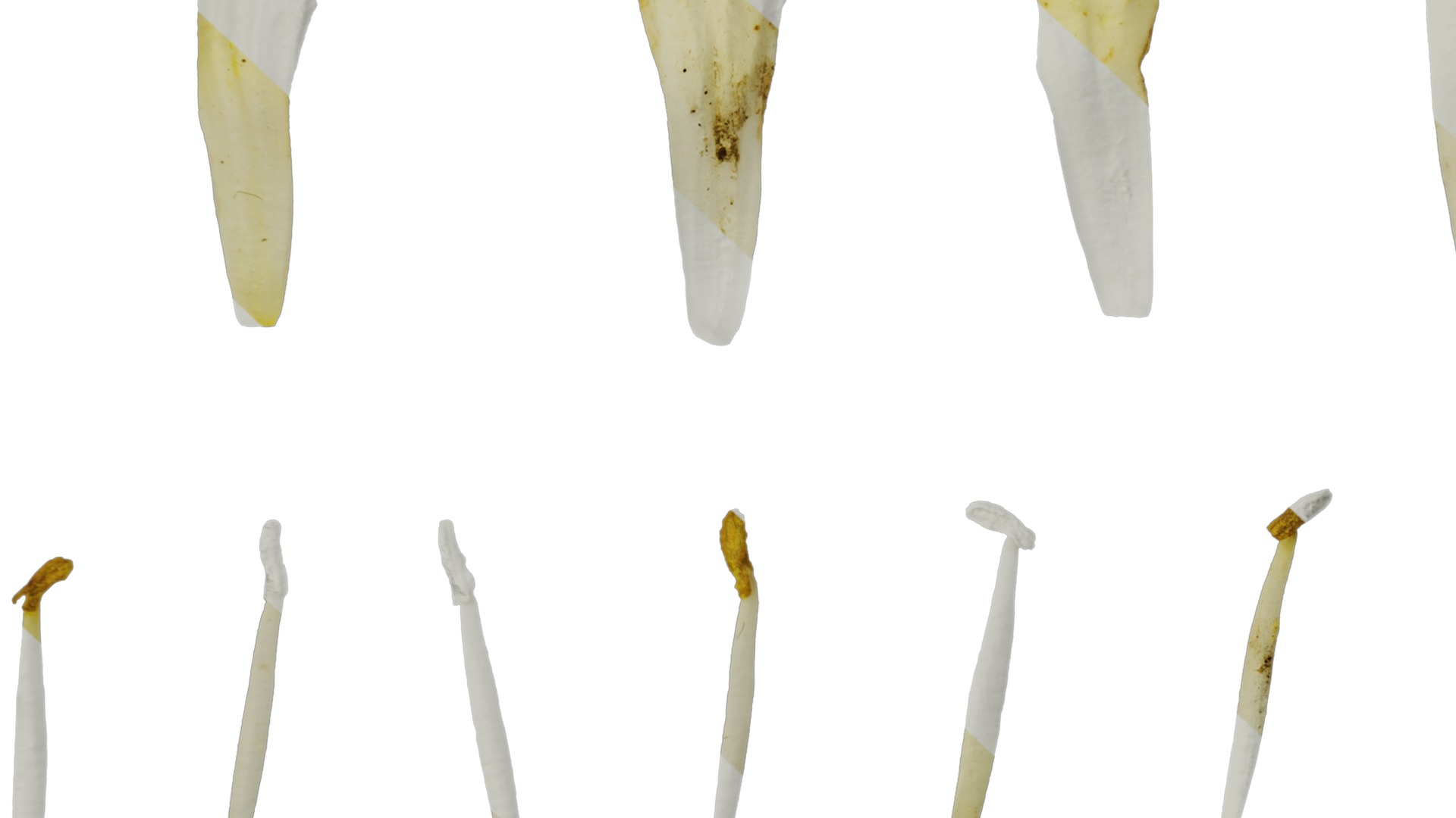 Anydrafts Pittosporum glabratum Flower 03 Texture_7