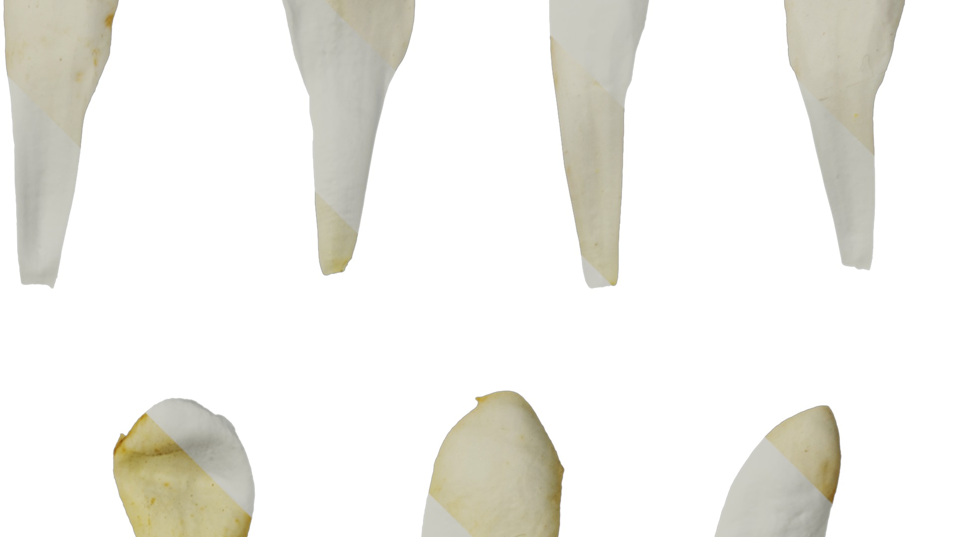 Anydrafts Pittosporum glabratum Flower 03 Texture_2