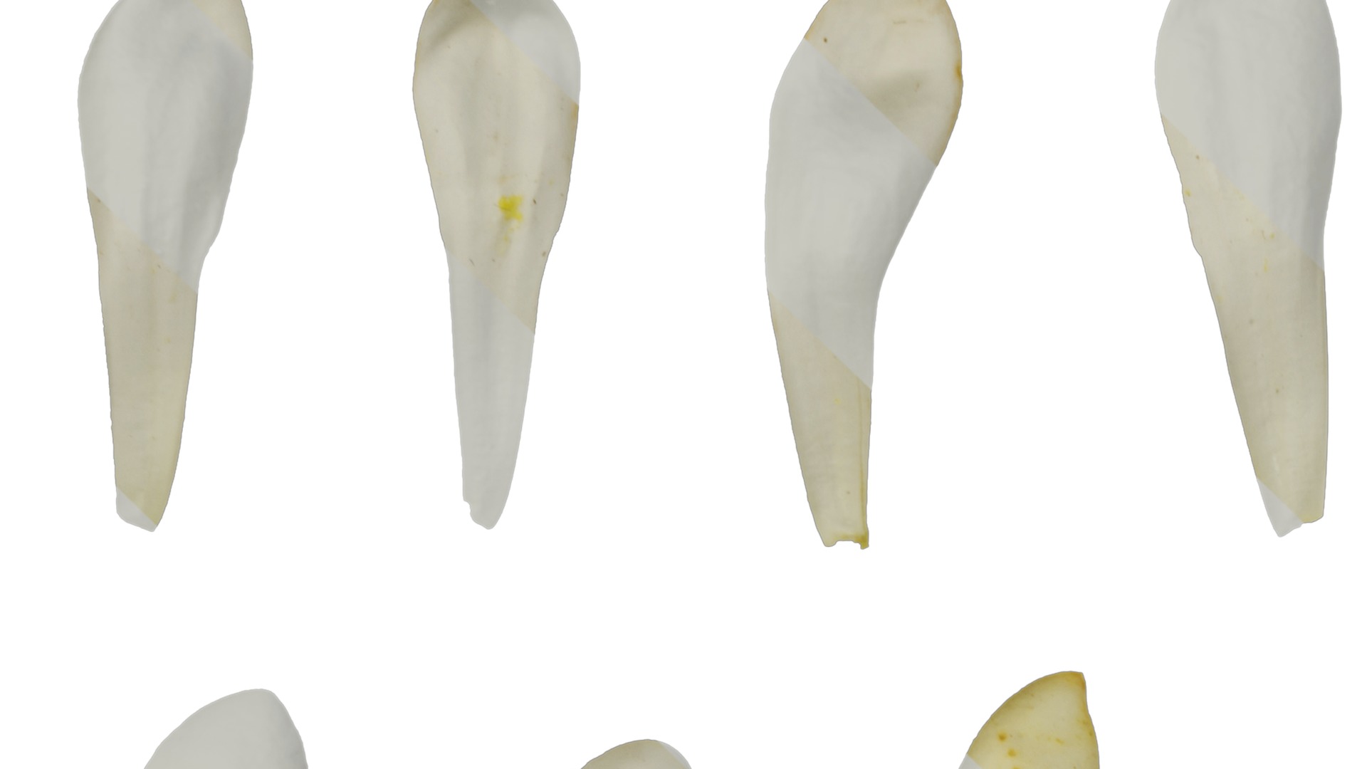 Anydrafts Pittosporum glabratum Flower 03 Texture_1