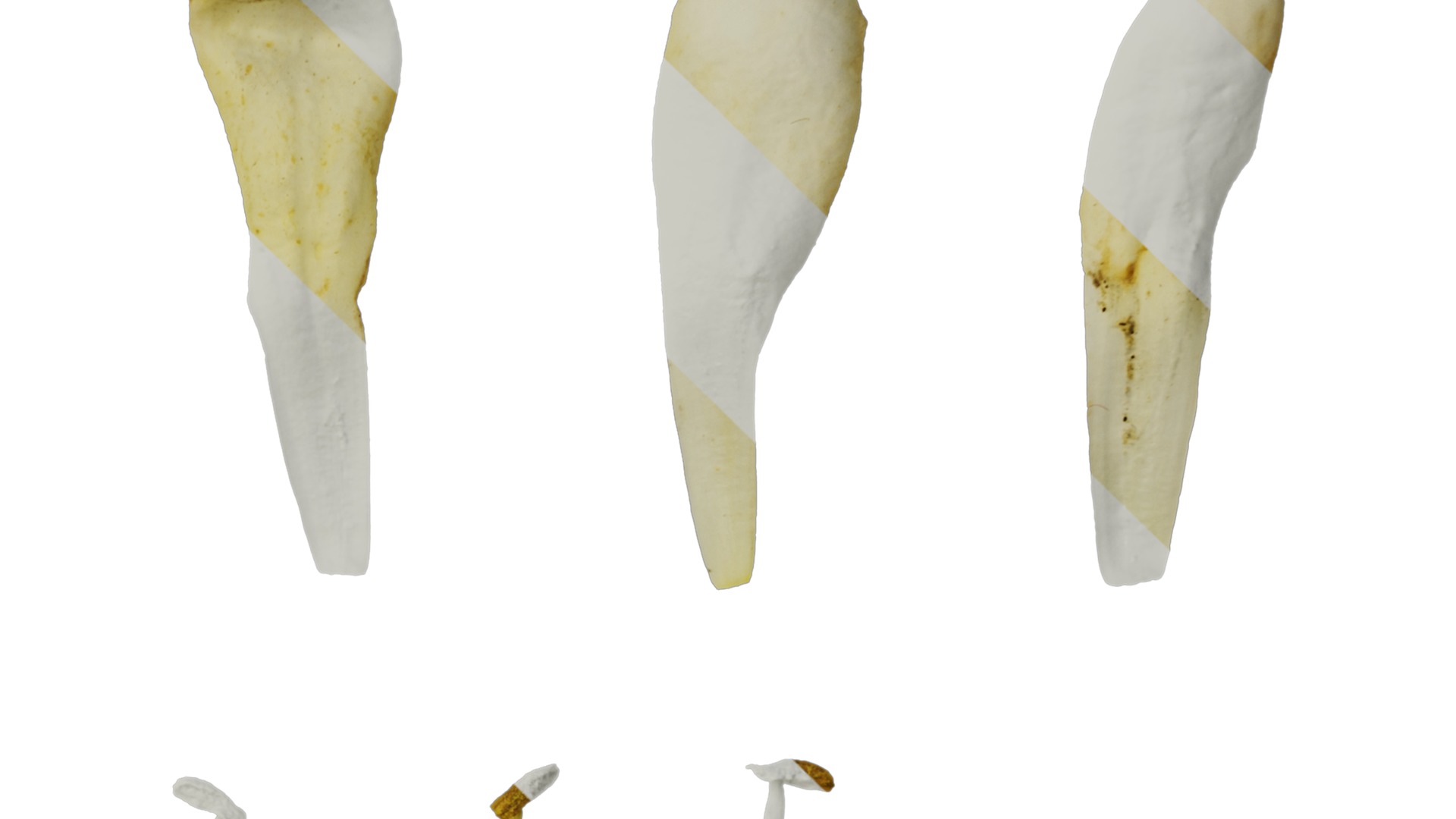 Anydrafts Pittosporum glabratum Flower 03 Texture_4