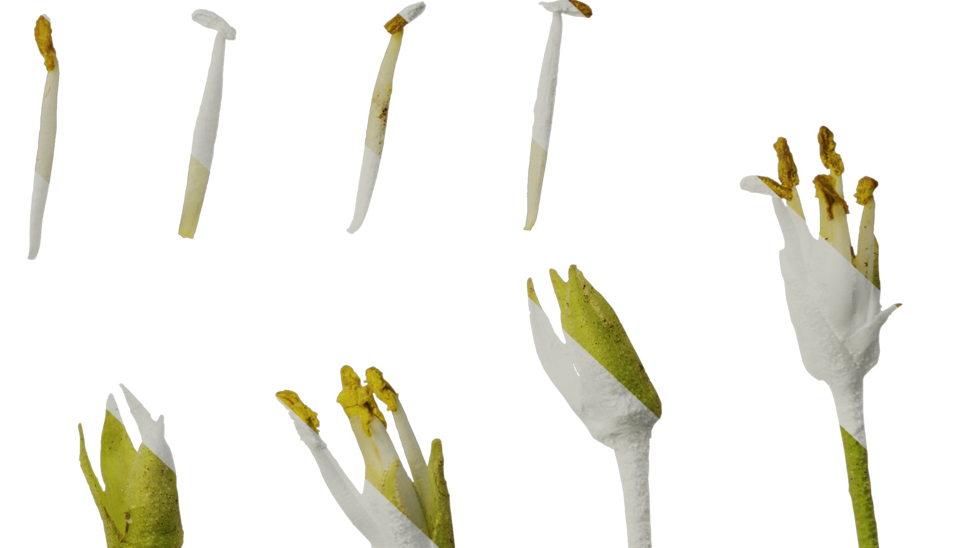 Anydrafts Pittosporum glabratum Flower 03 Texture_6