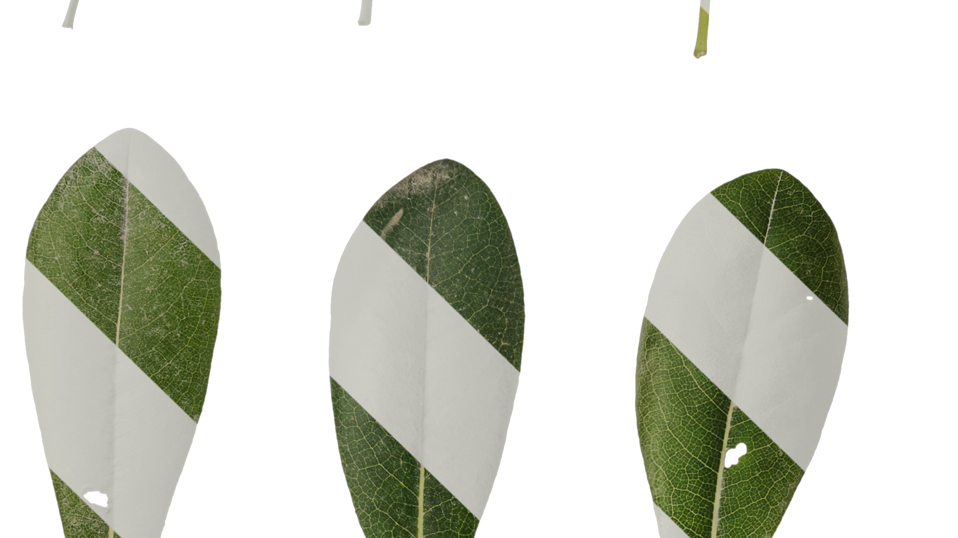 Anydrafts Pittosporum glabratum Leaf 01 Texture_3