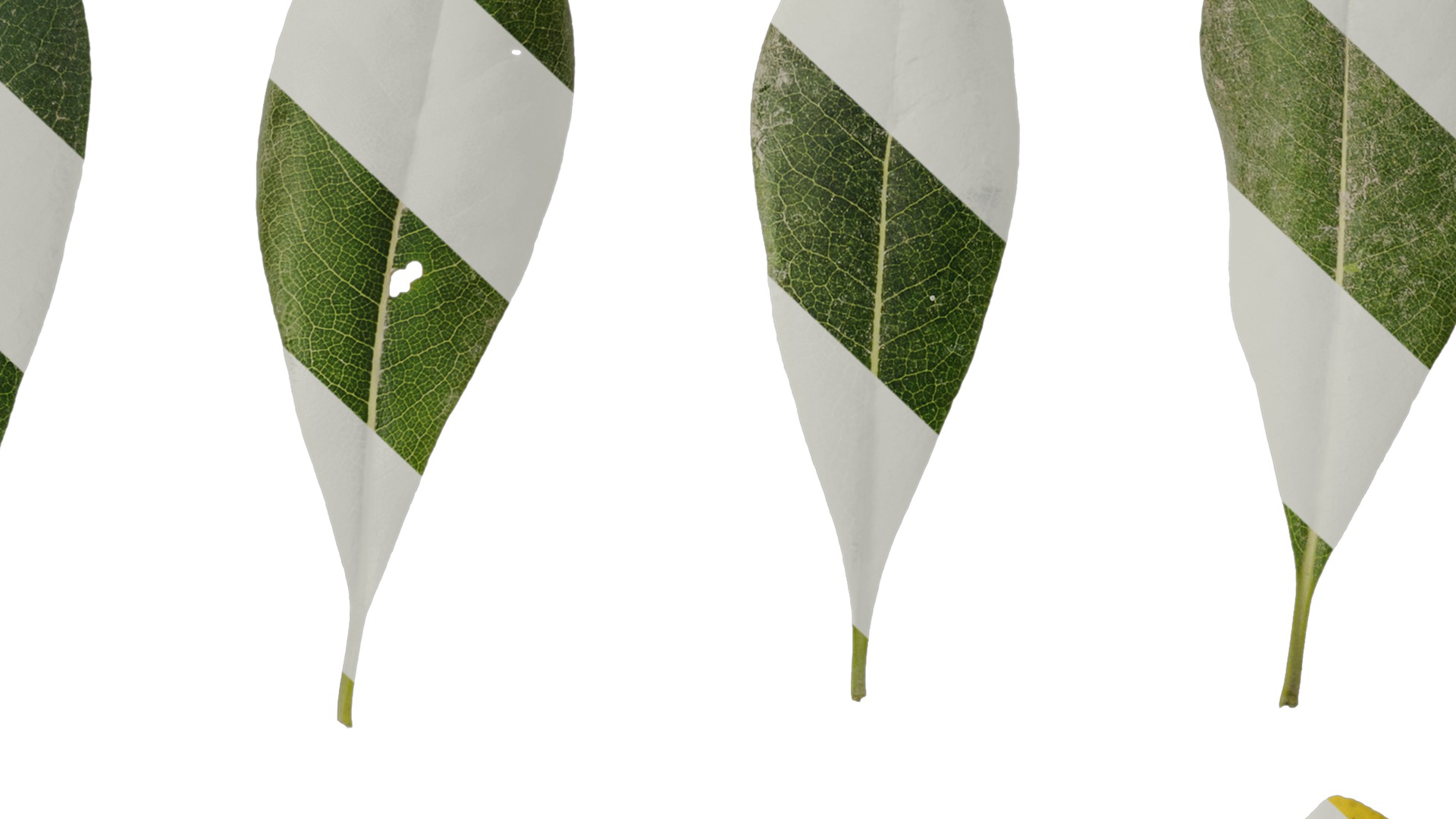 Anydrafts Pittosporum glabratum Leaf 01 Texture_7