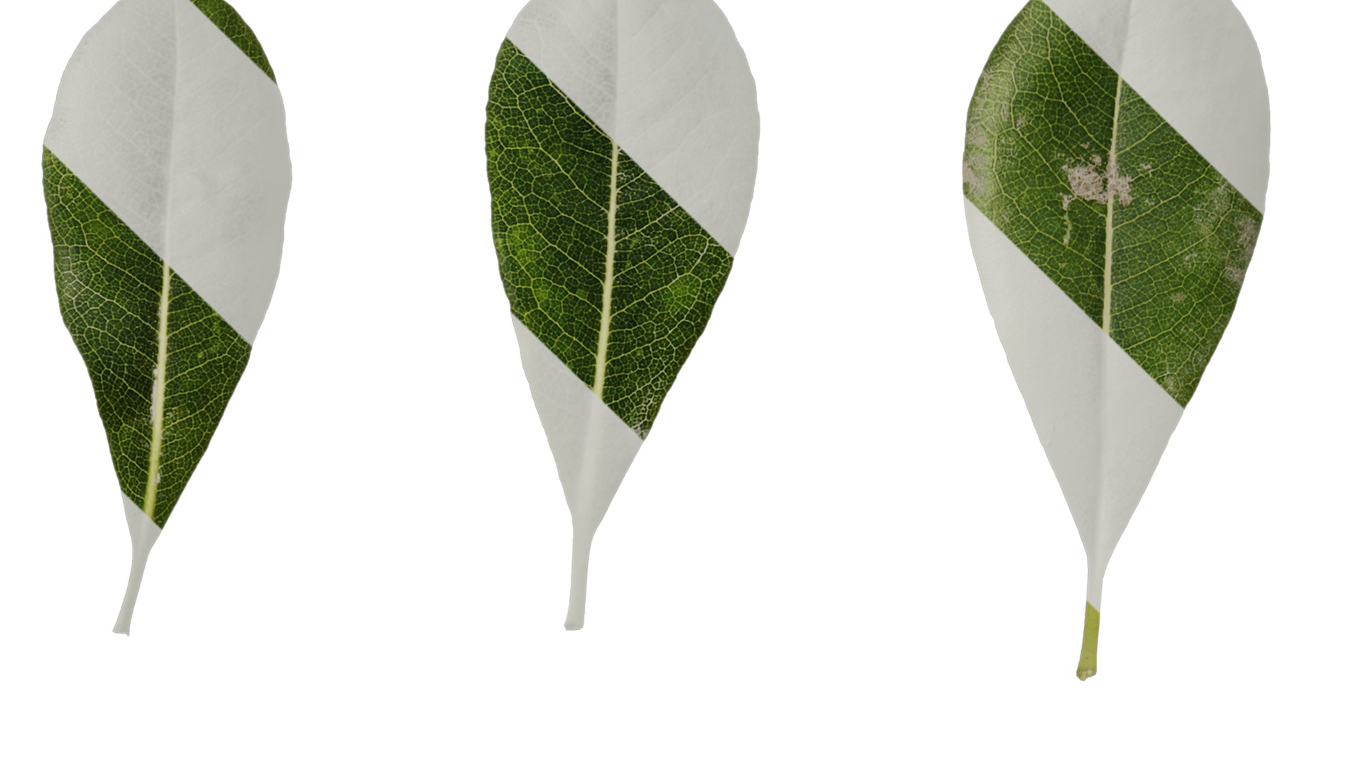 Anydrafts Pittosporum glabratum Leaf 01 Texture_1