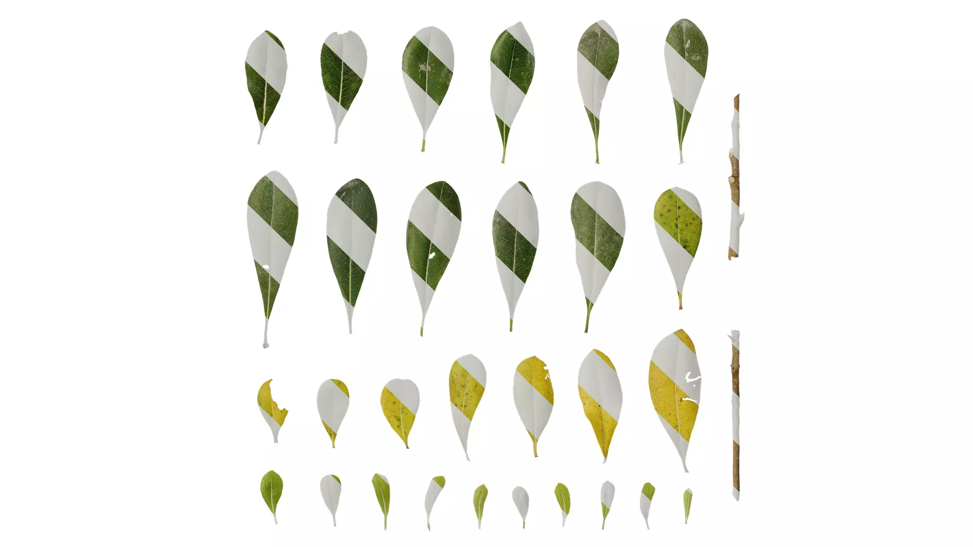 Anydrafts Pittosporum glabratum Leaf 01 Texture_0