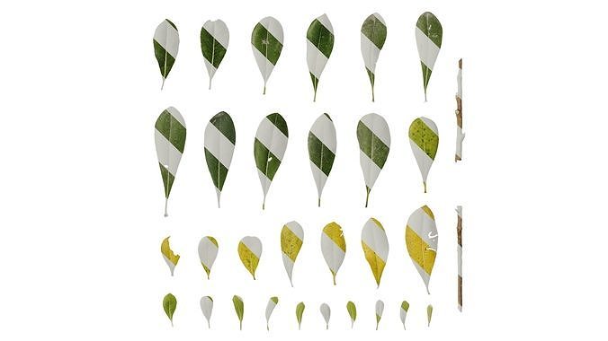 Anydrafts Pittosporum glabratum Leaf 01 Texture