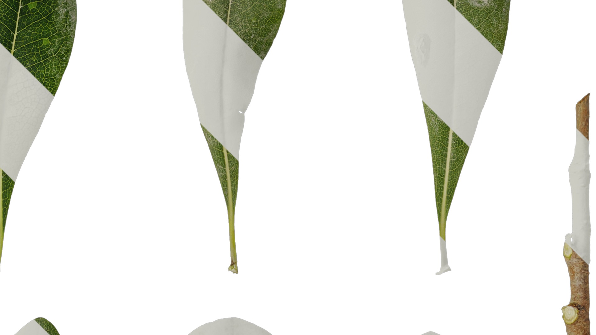 Anydrafts Pittosporum glabratum Leaf 01 Texture_2