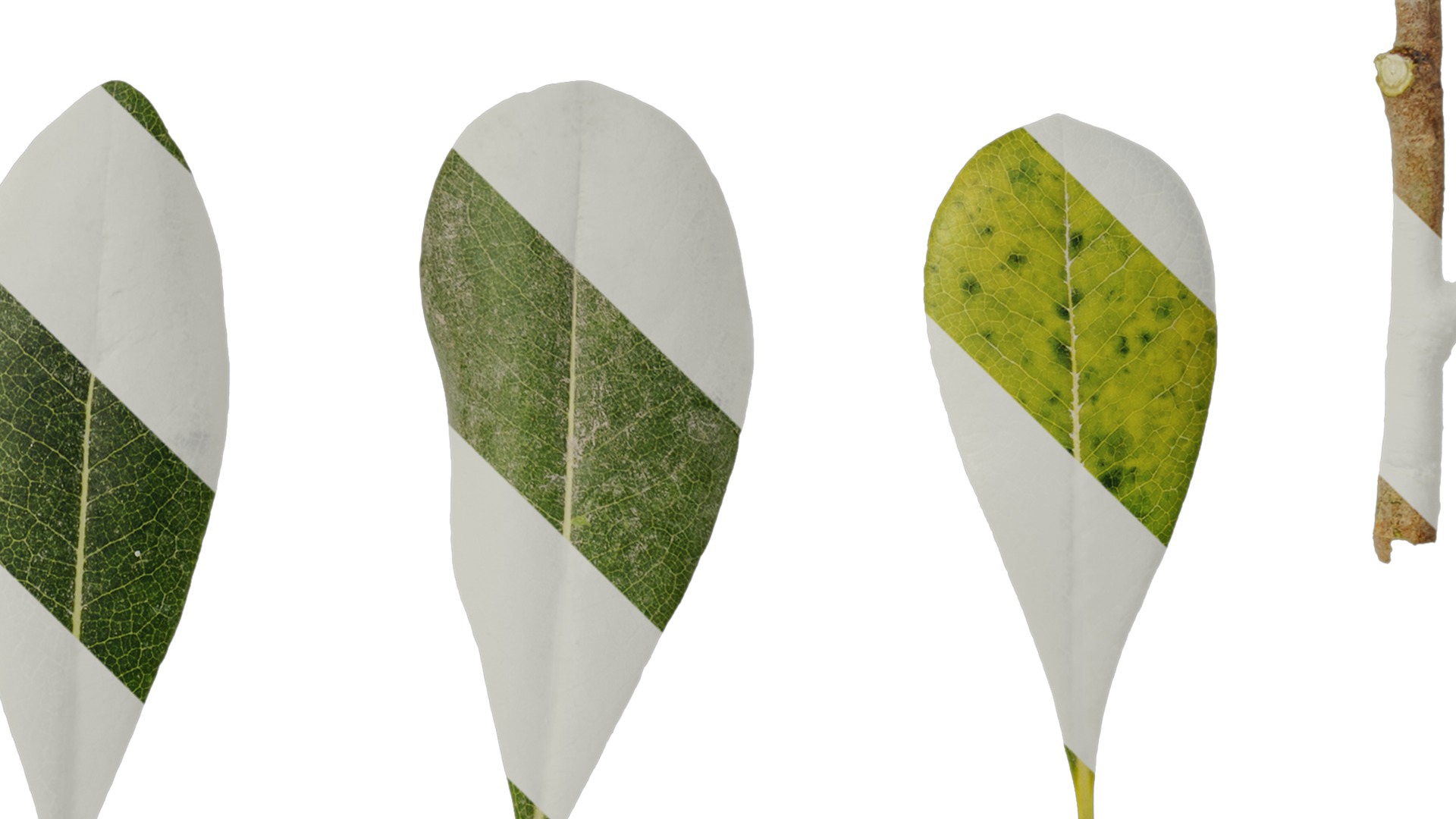 Anydrafts Pittosporum glabratum Leaf 01 Texture_4