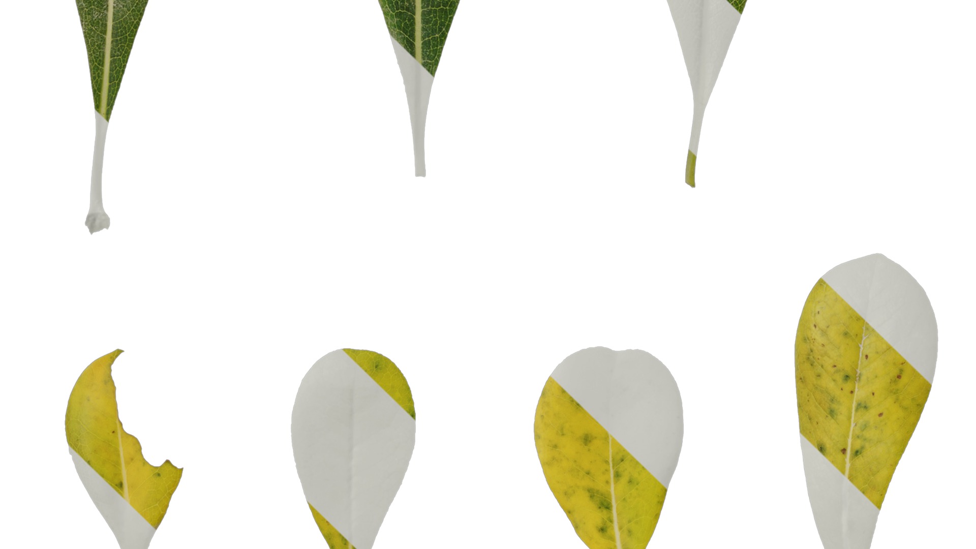 Anydrafts Pittosporum glabratum Leaf 01 Texture_5