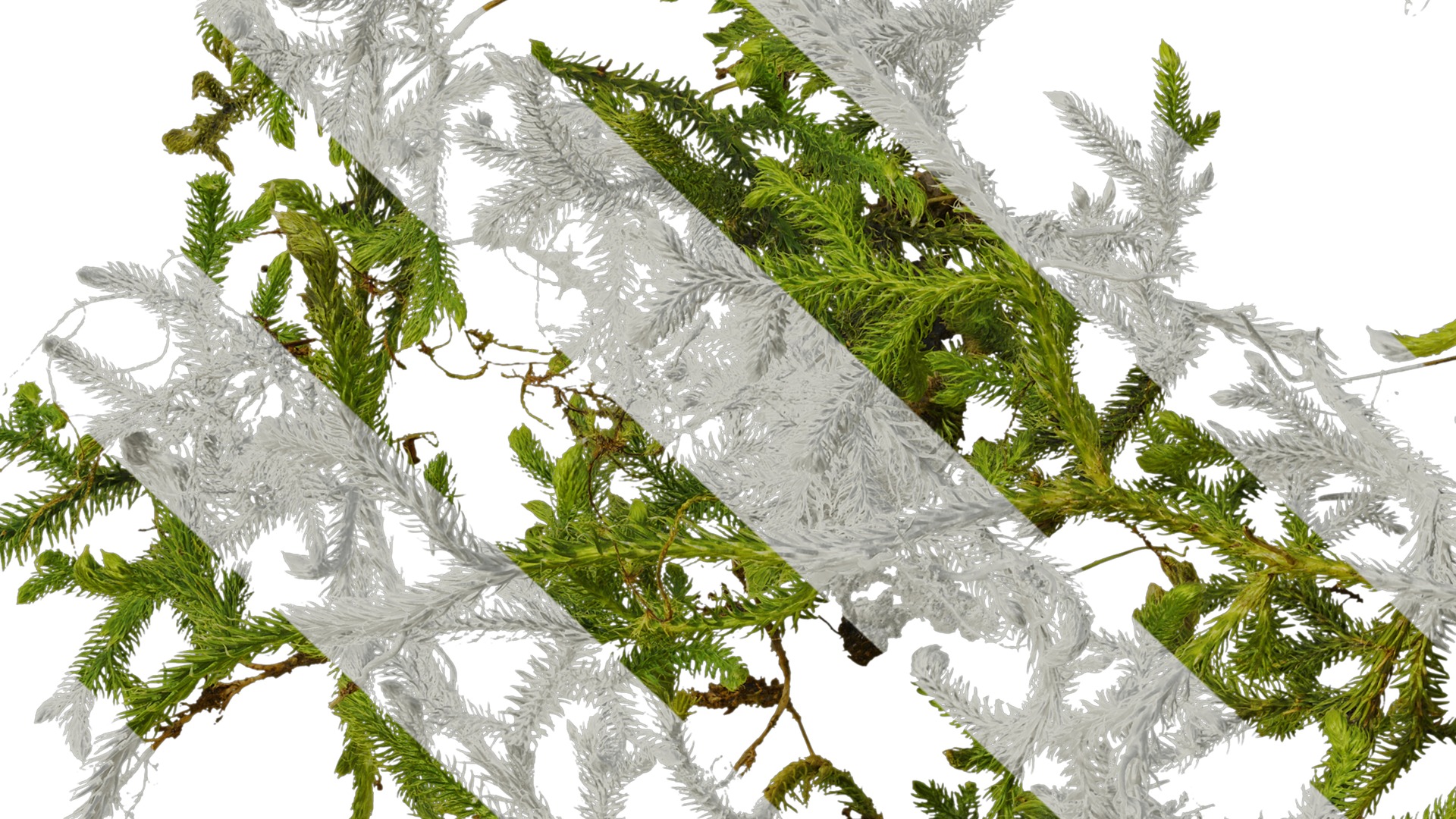 Anydrafts Palhinhaea cernua Atlas 04 Texture_7