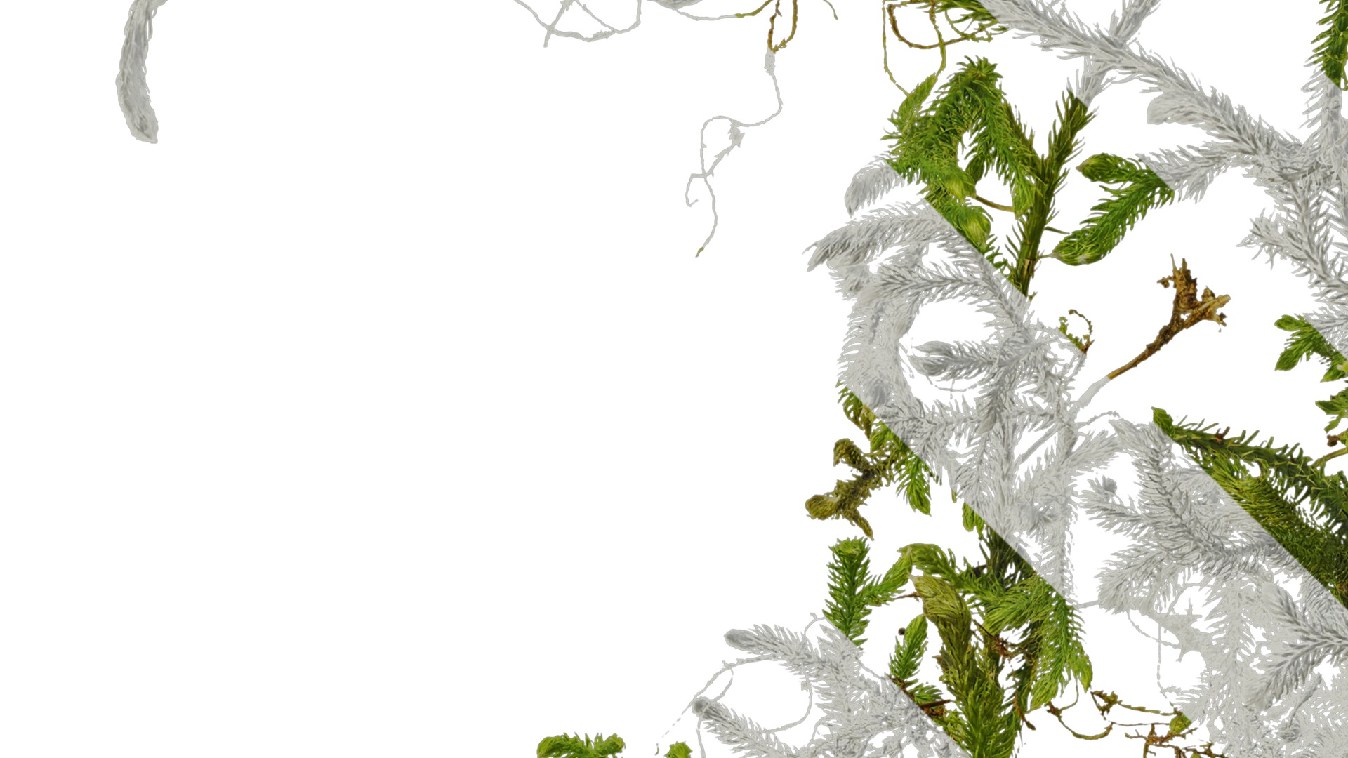 Anydrafts Palhinhaea cernua Atlas 04 Texture_3