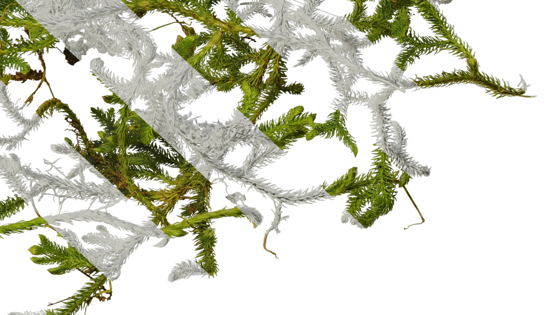 Anydrafts Palhinhaea cernua Atlas 04 Texture_6