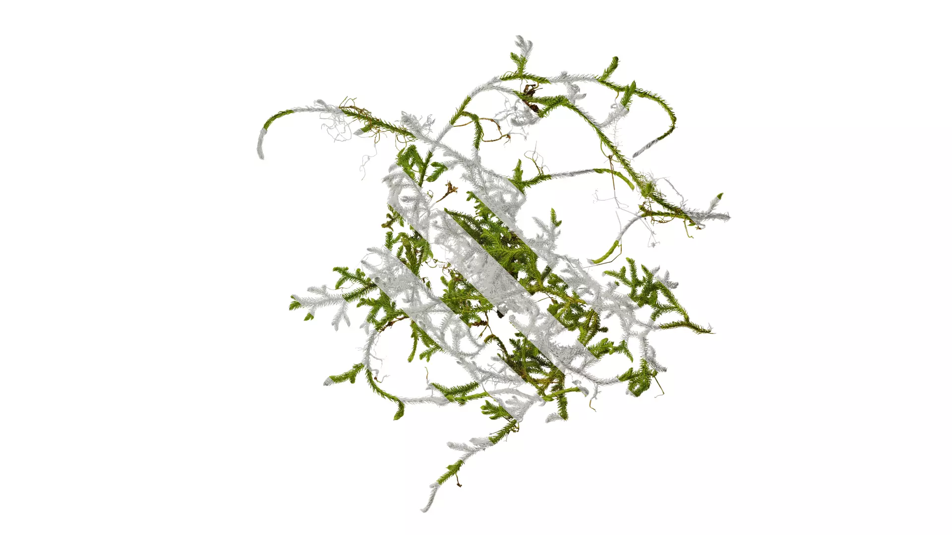 Anydrafts Palhinhaea cernua Atlas 04 Texture_0