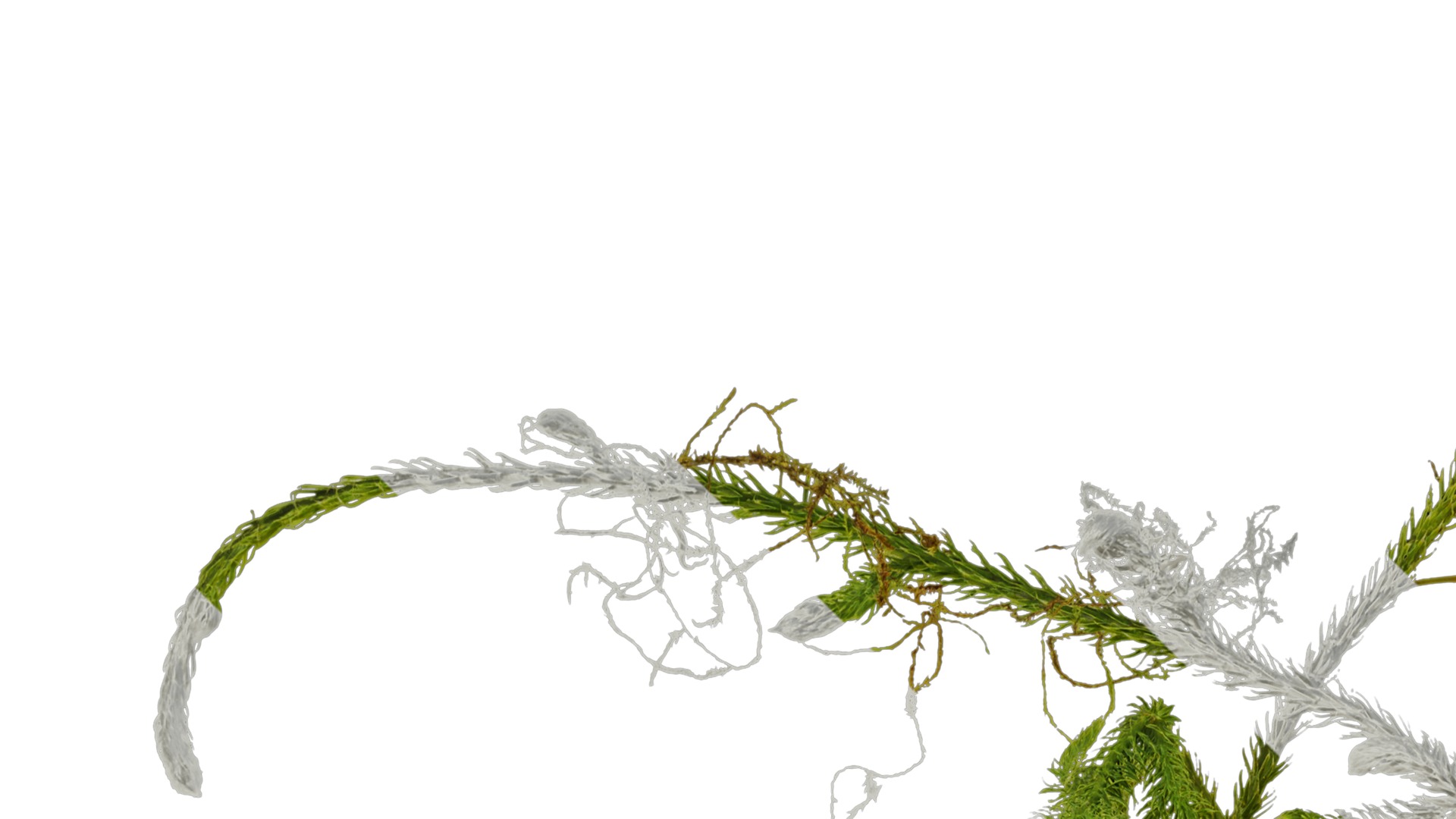 Anydrafts Palhinhaea cernua Atlas 04 Texture_1