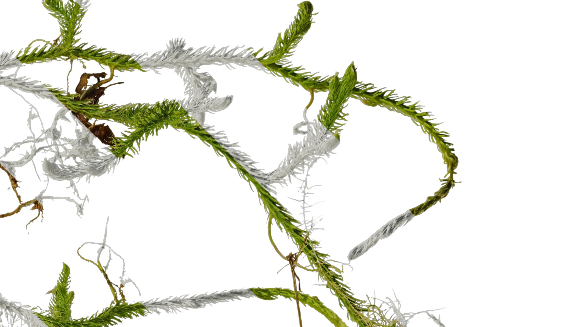 Anydrafts Palhinhaea cernua Atlas 04 Texture_2