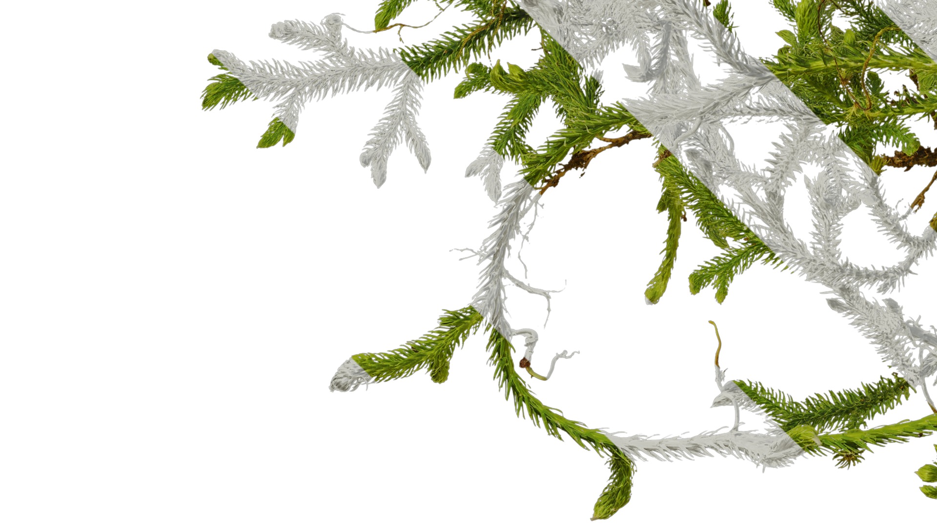 Anydrafts Palhinhaea cernua Atlas 04 Texture_5