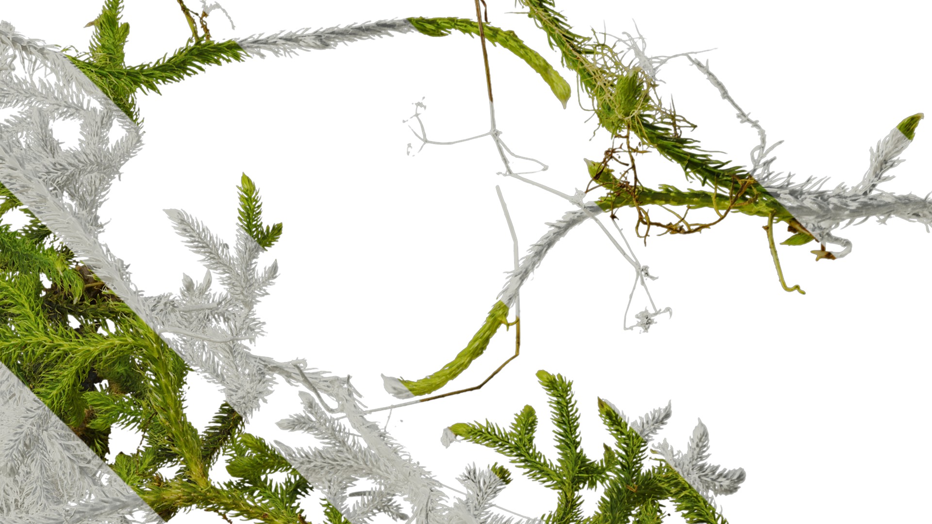 Anydrafts Palhinhaea cernua Atlas 04 Texture_4