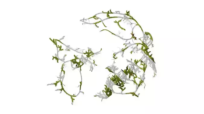 Anydrafts Palhinhaea cernua Atlas 05