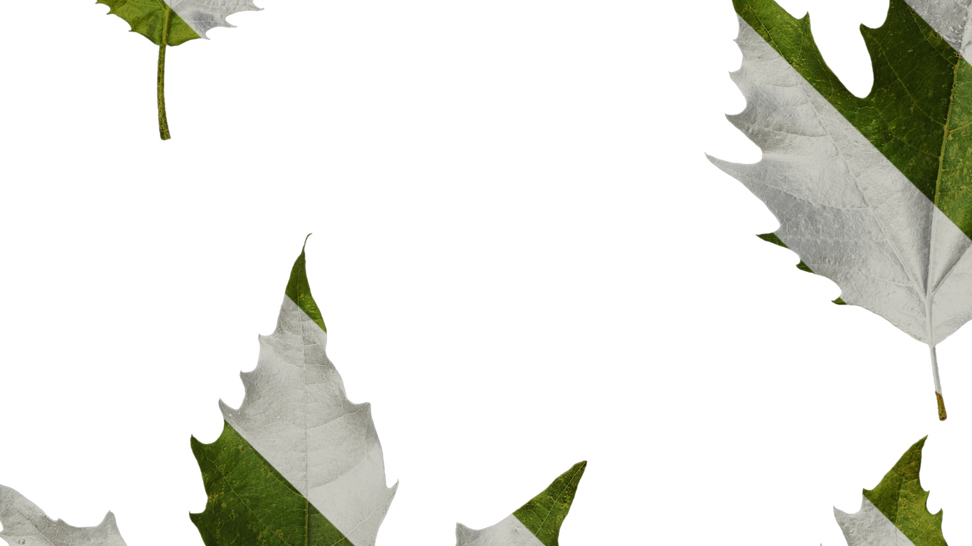 Anydrafts Platanus orientalis Leaf 07 Texture_5