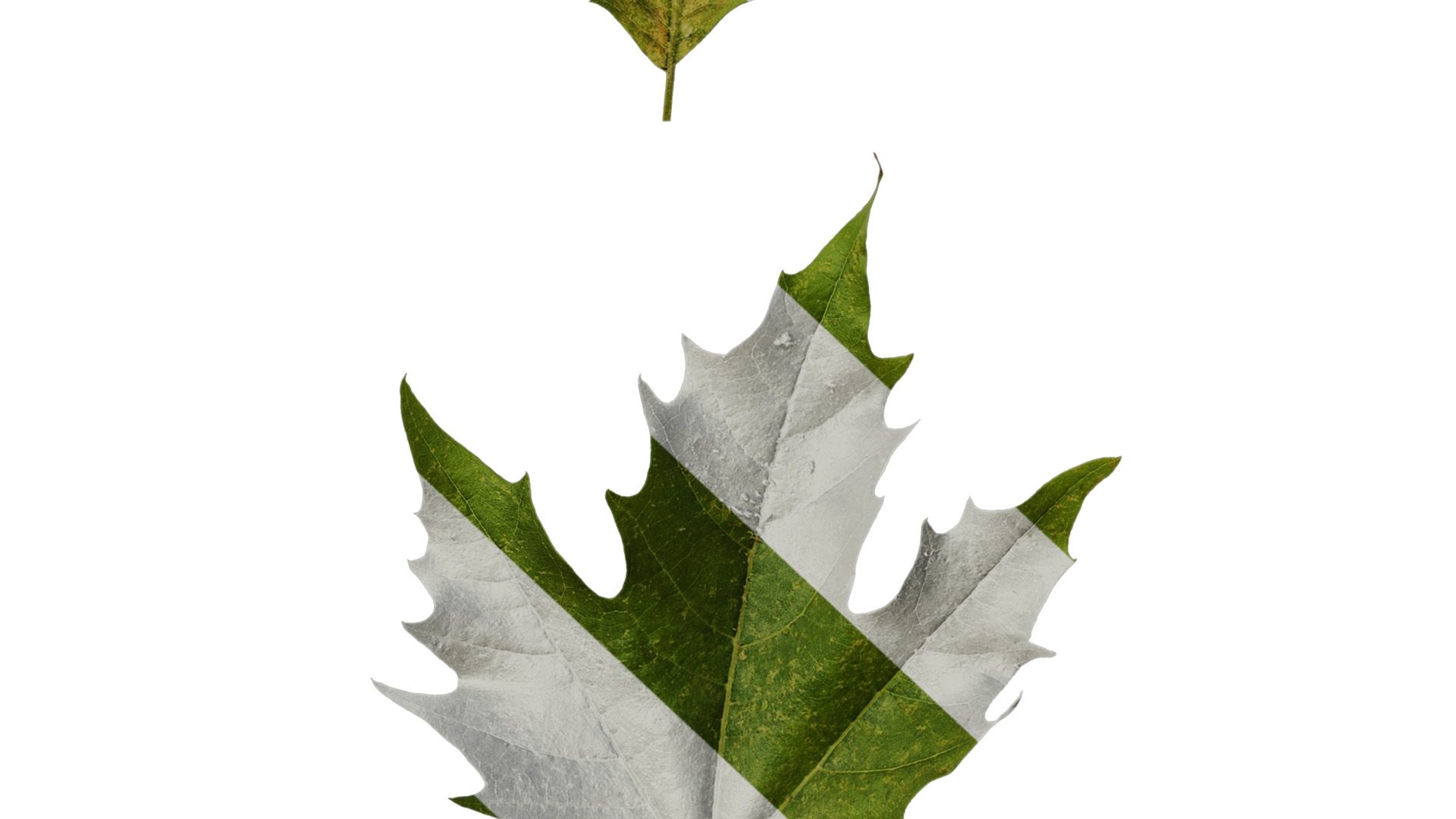 Anydrafts Platanus orientalis Leaf 07 Texture_7