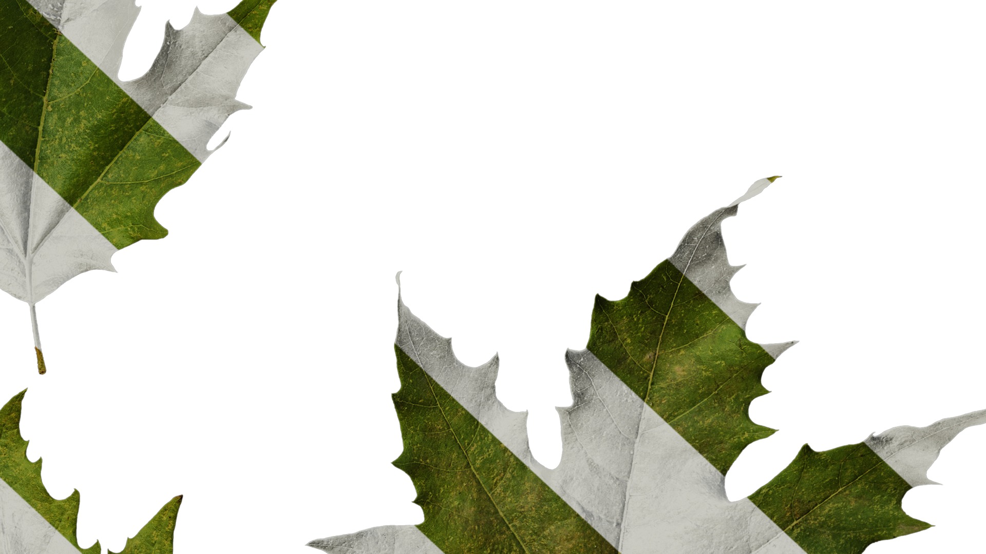 Anydrafts Platanus orientalis Leaf 07 Texture_6