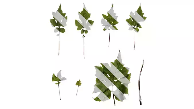 Anydrafts Paraprenanthes sororia Leaf 01