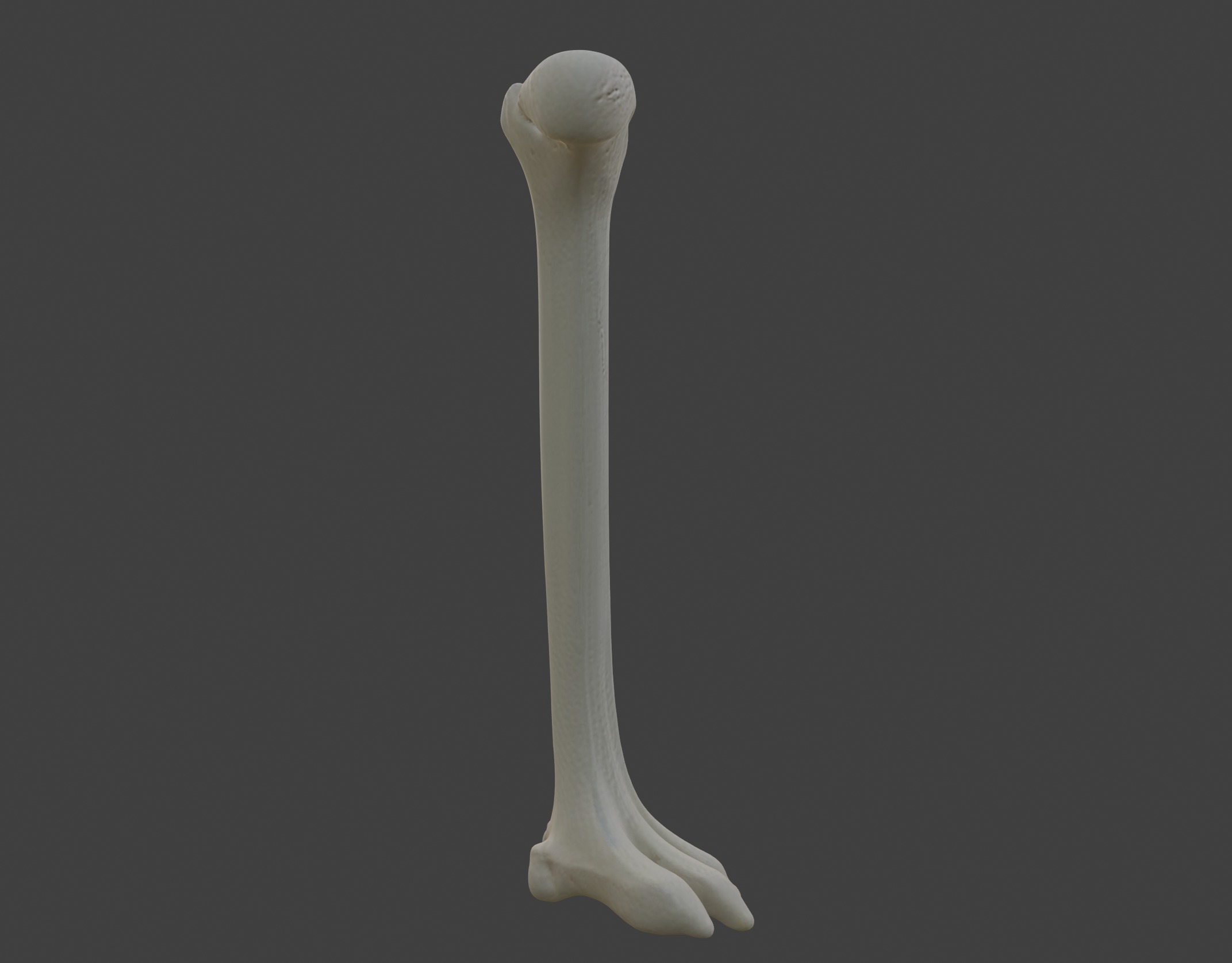 3D Model of Humerus Bone 3D print model_3
