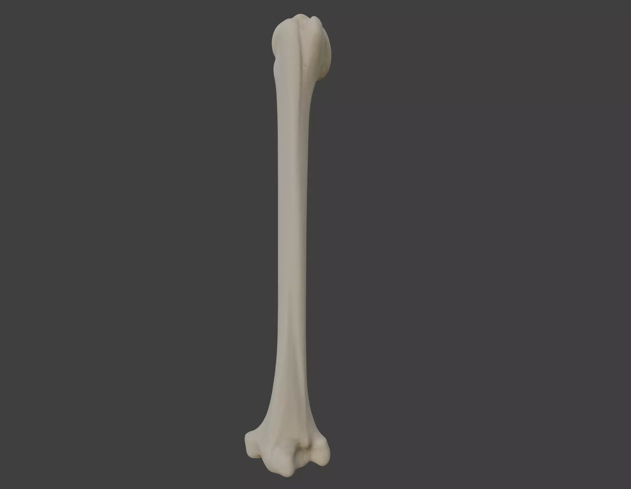 3D Model of Humerus Bone 3D print model_0