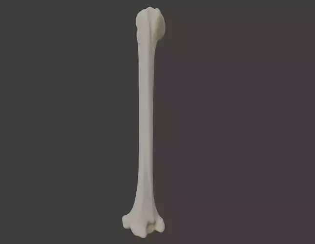 3D Model of Humerus Bone 3D print model