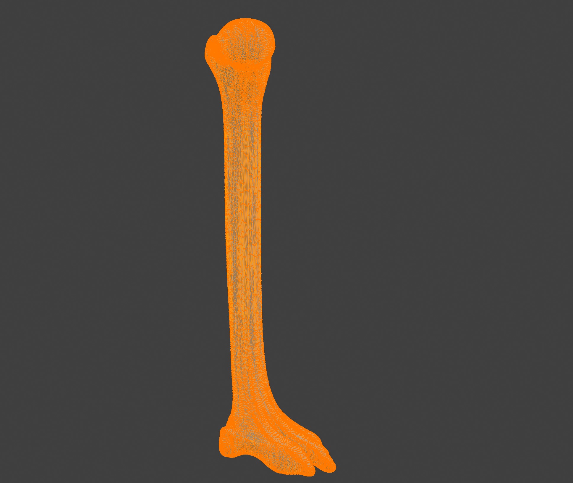 3D Model of Humerus Bone 3D print model_4