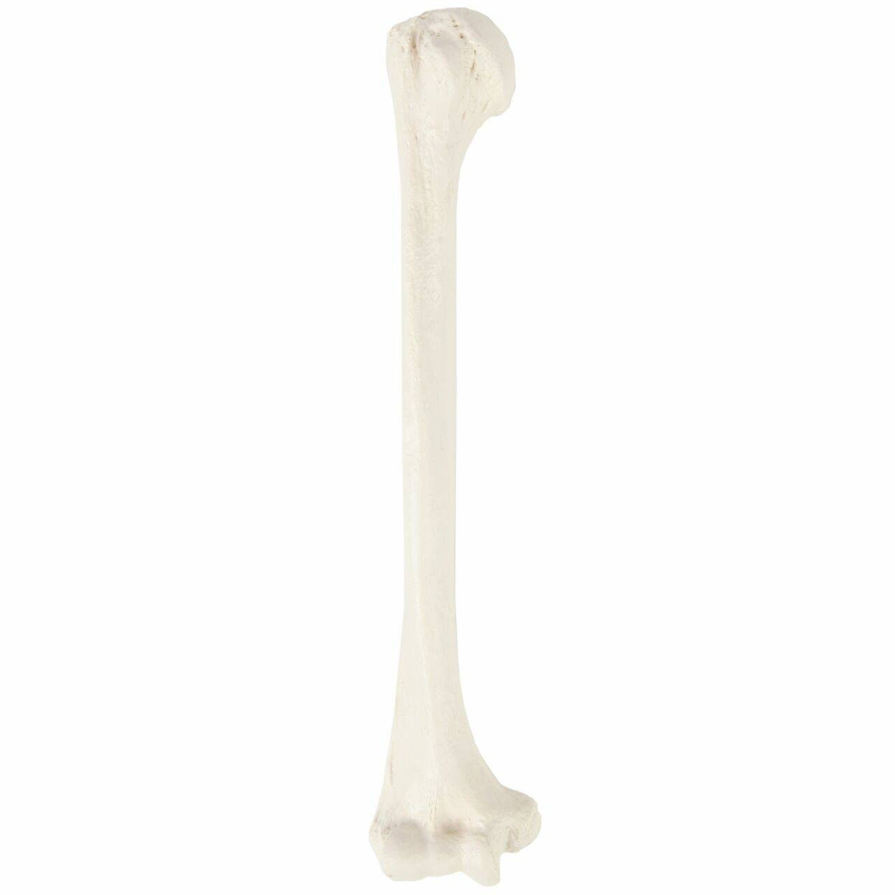 3D Model of Humerus Bone 3D print model_8