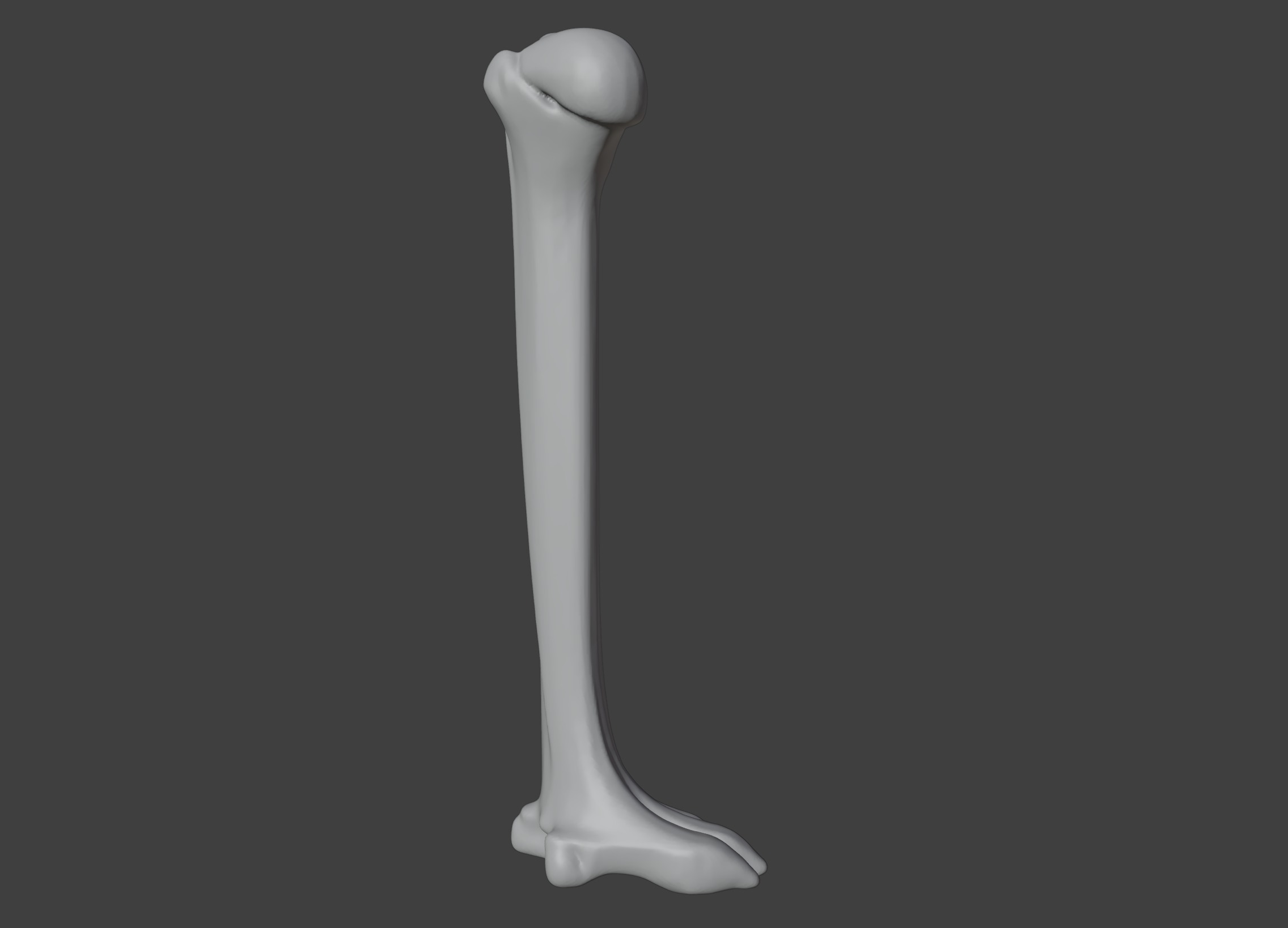 3D Model of Humerus Bone 3D print model_2