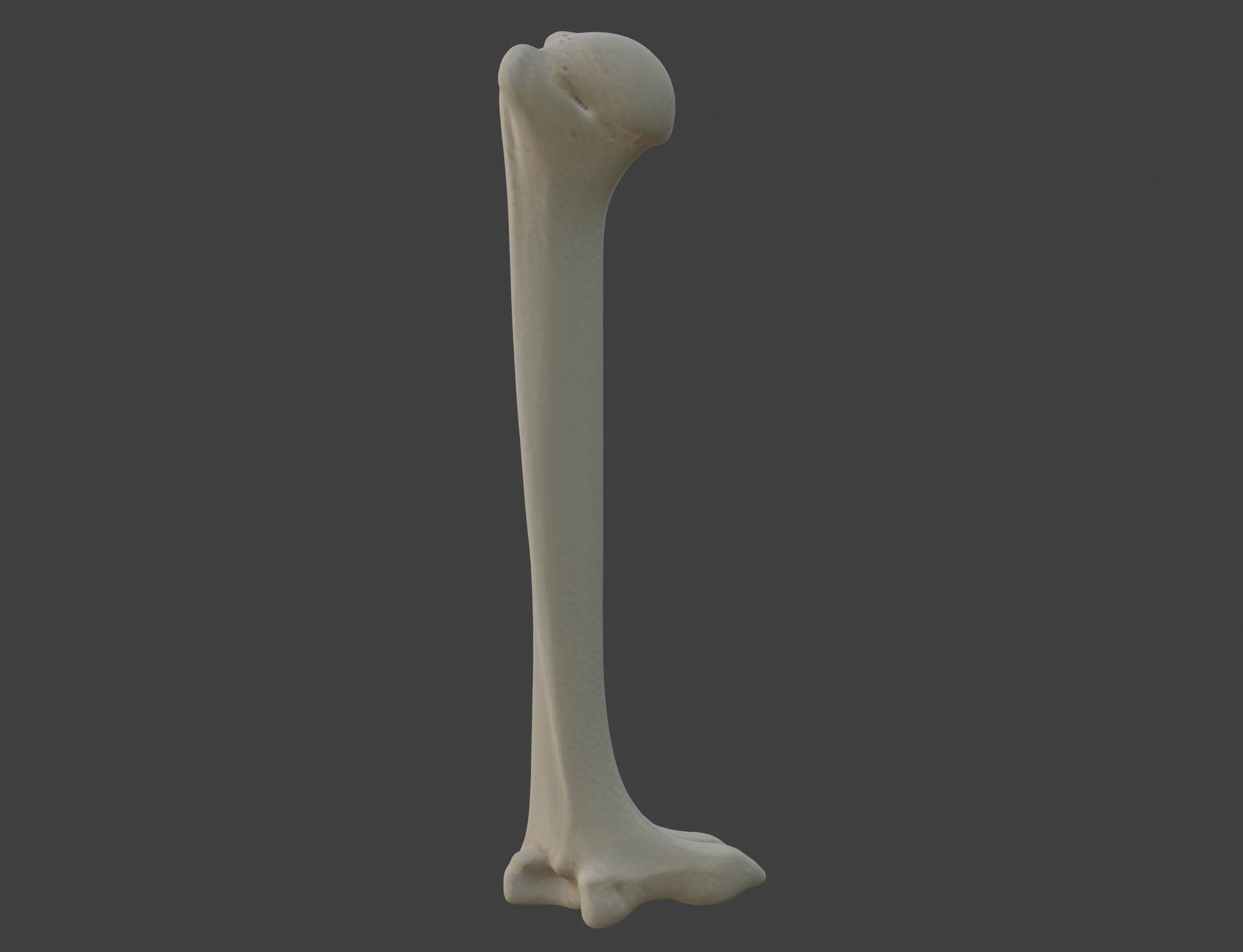 3D Model of Humerus Bone 3D print model_1