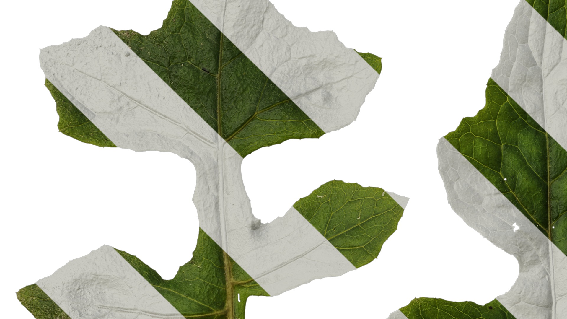 Anydrafts Paraprenanthes sororia Leaf 02 Texture_3