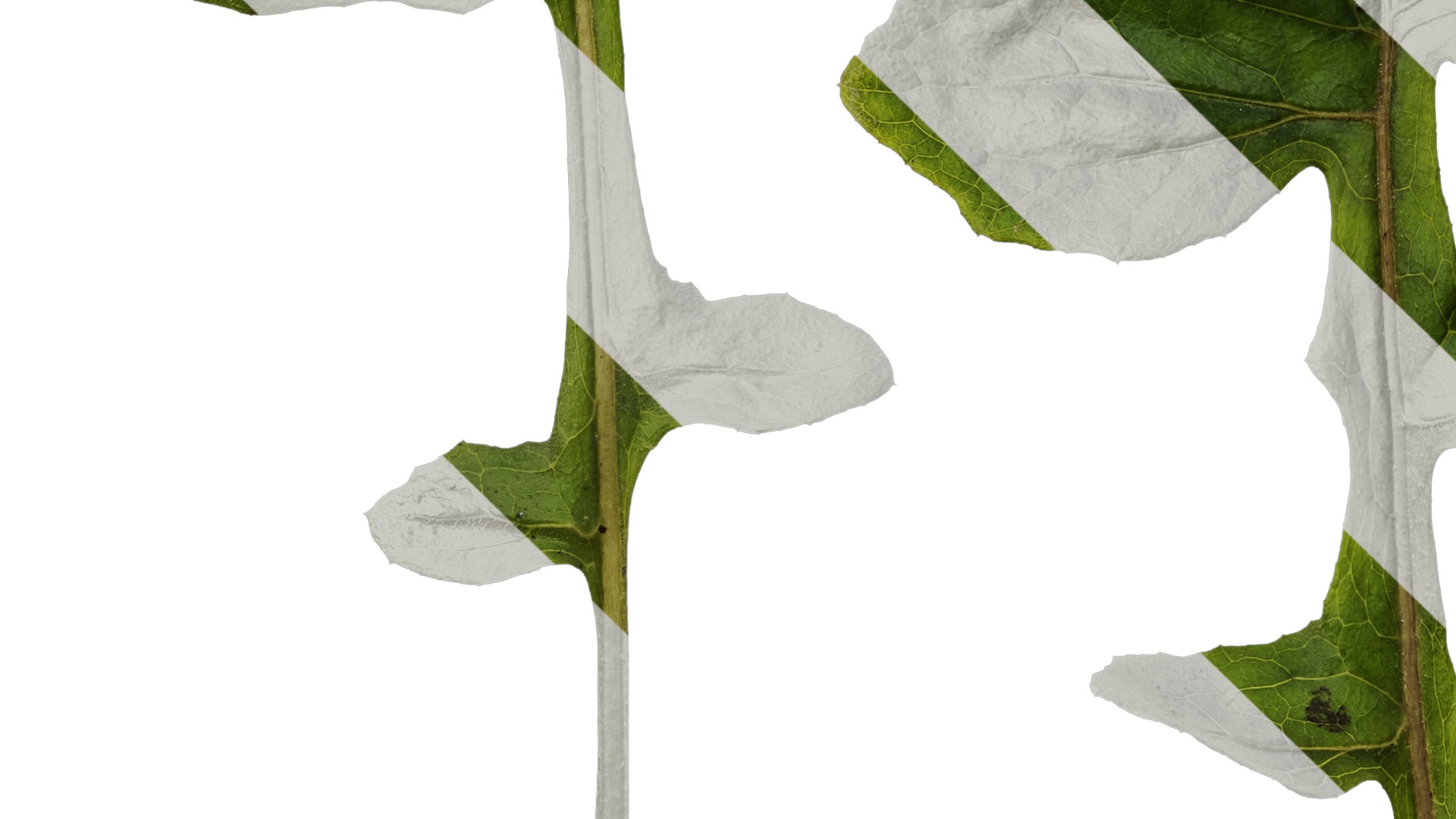 Anydrafts Paraprenanthes sororia Leaf 02 Texture_5