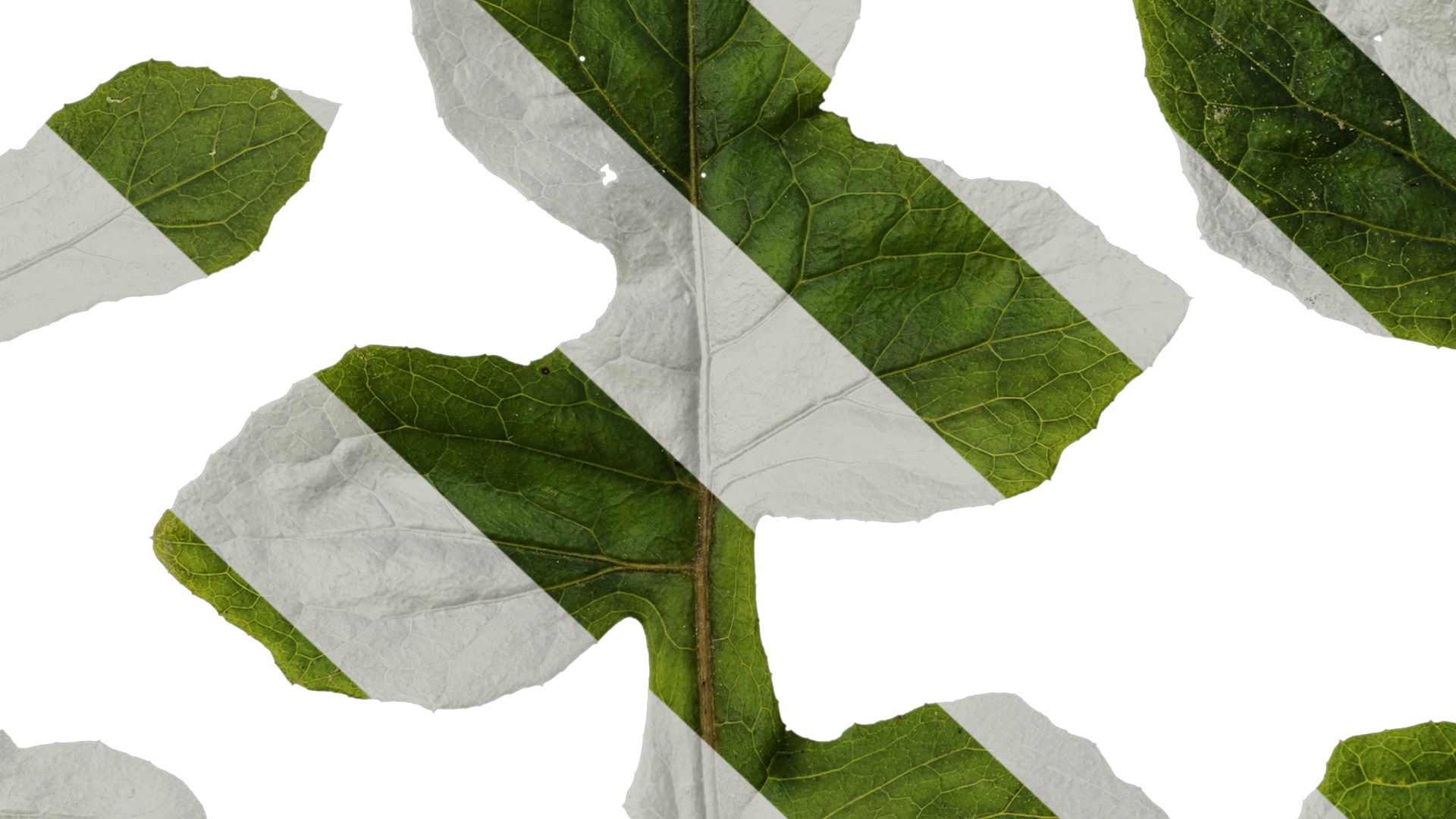 Anydrafts Paraprenanthes sororia Leaf 02 Texture_7