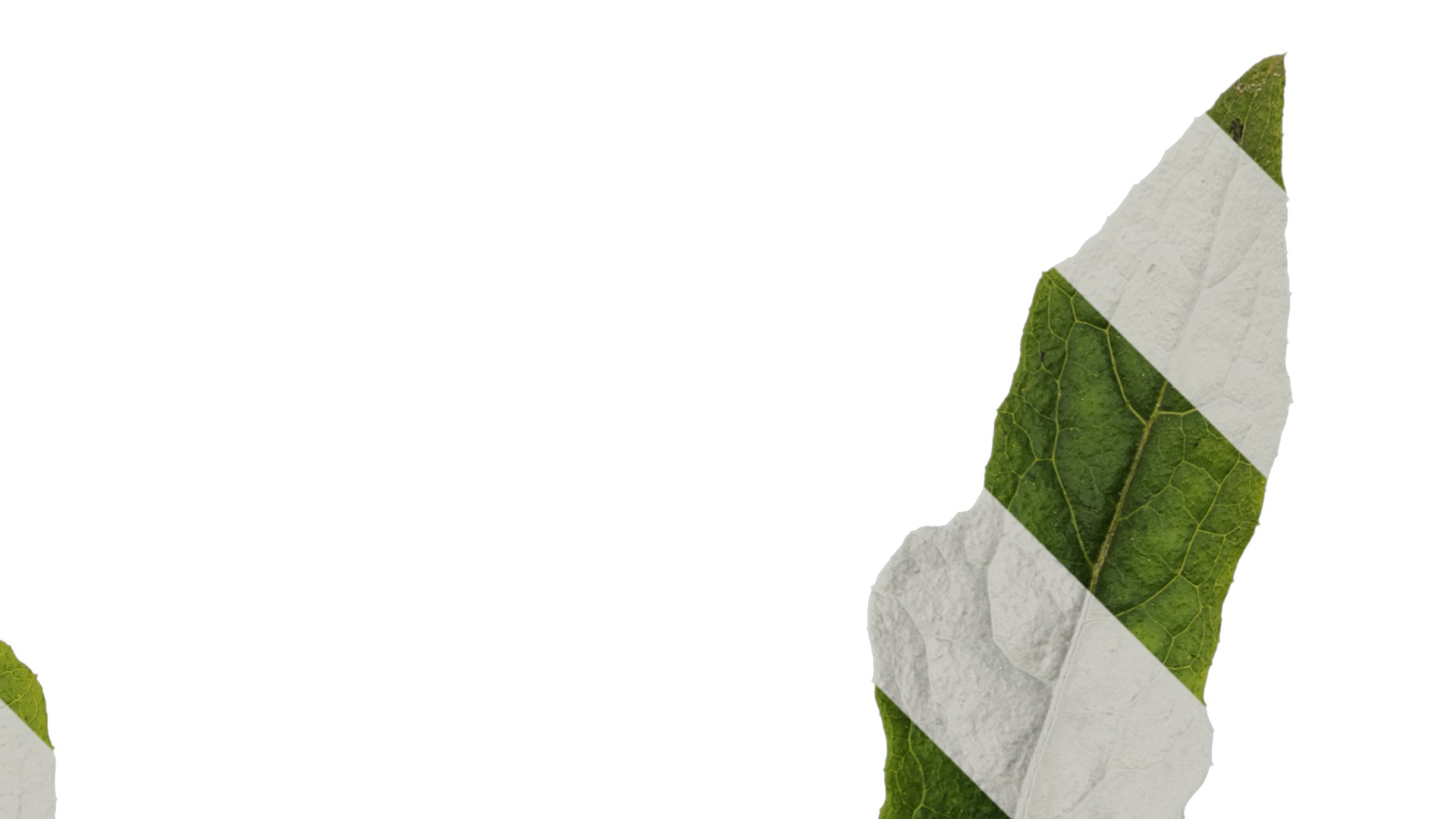 Anydrafts Paraprenanthes sororia Leaf 02 Texture_2