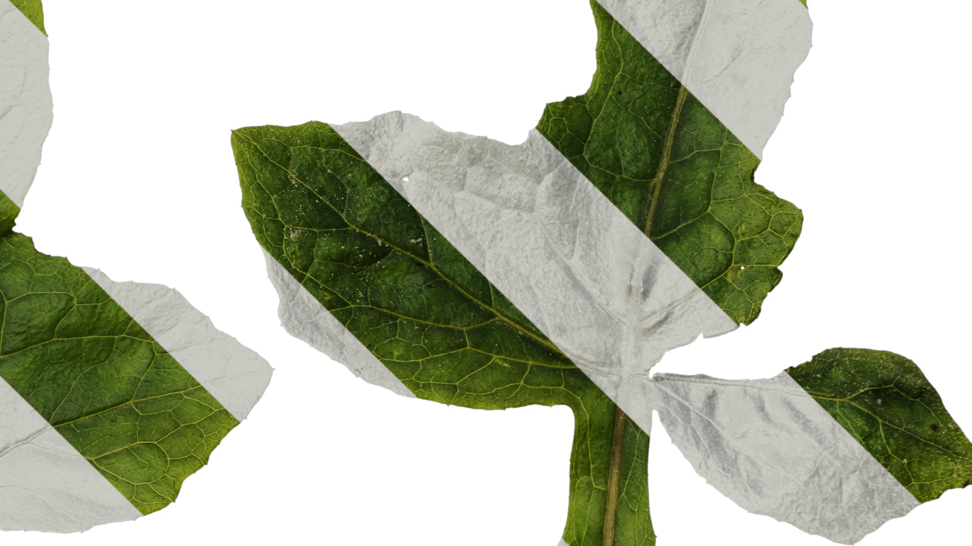 Anydrafts Paraprenanthes sororia Leaf 02 Texture_4