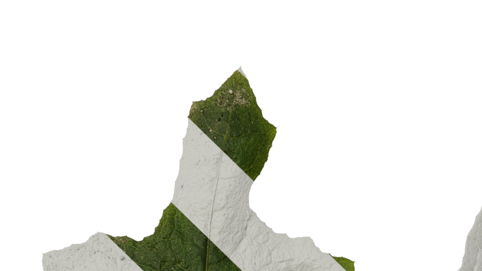 Anydrafts Paraprenanthes sororia Leaf 02 Texture_1