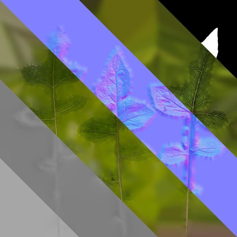 Anydrafts Paraprenanthes sororia Leaf 02 Texture_8