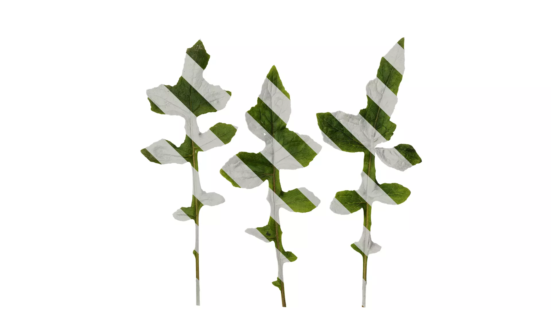 Anydrafts Paraprenanthes sororia Leaf 02 Texture_0