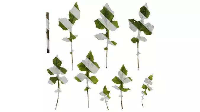 Anydrafts Paraprenanthes sororia Leaf 04