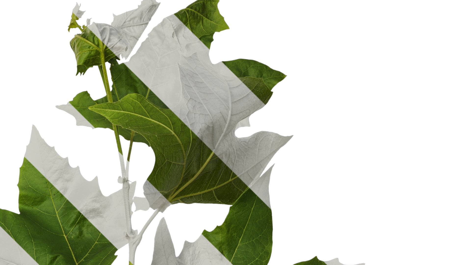 Anydrafts Platanus x acerifolia Atlas 08 Texture_2