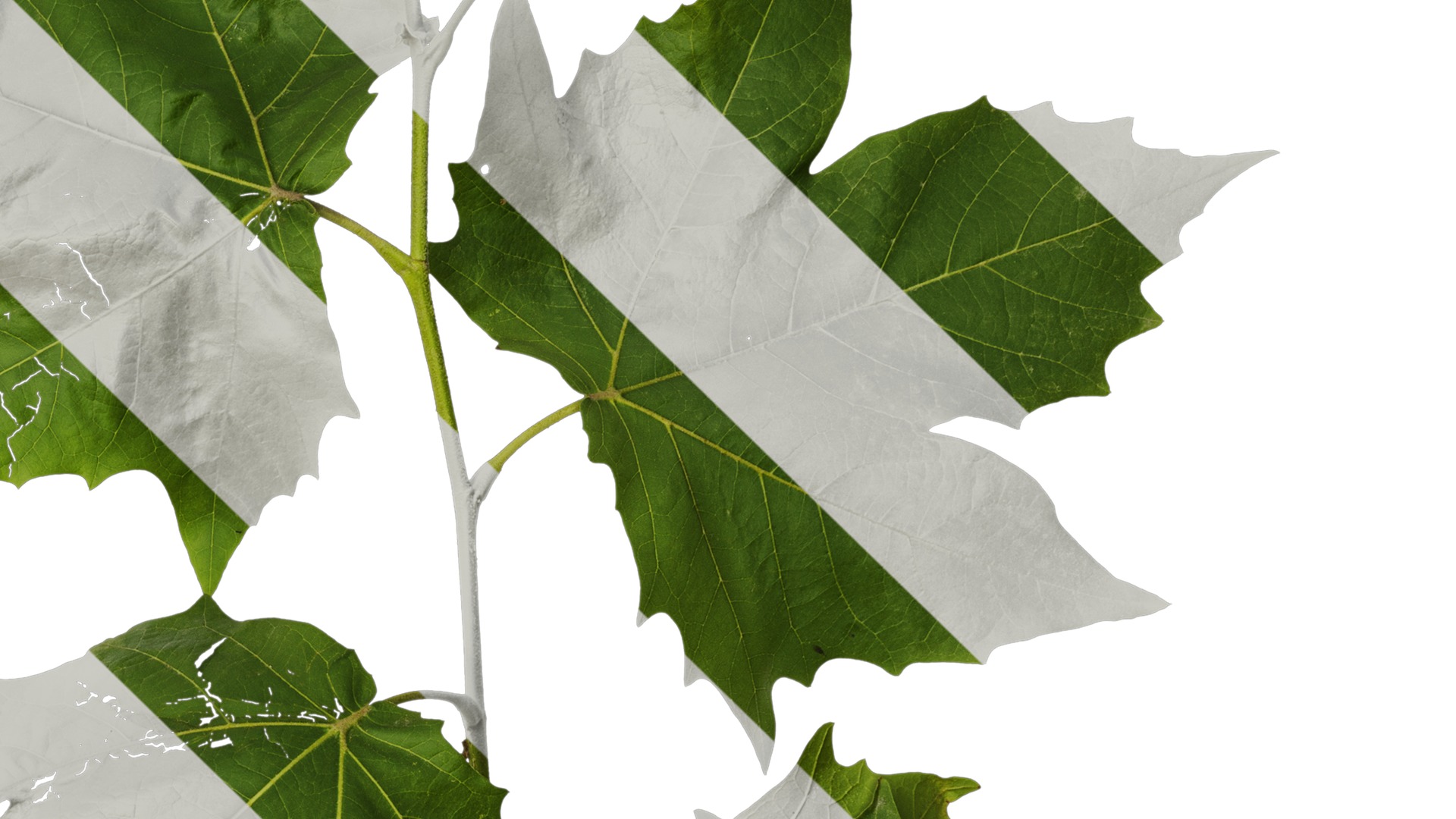 Anydrafts Platanus x acerifolia Atlas 08 Texture_4