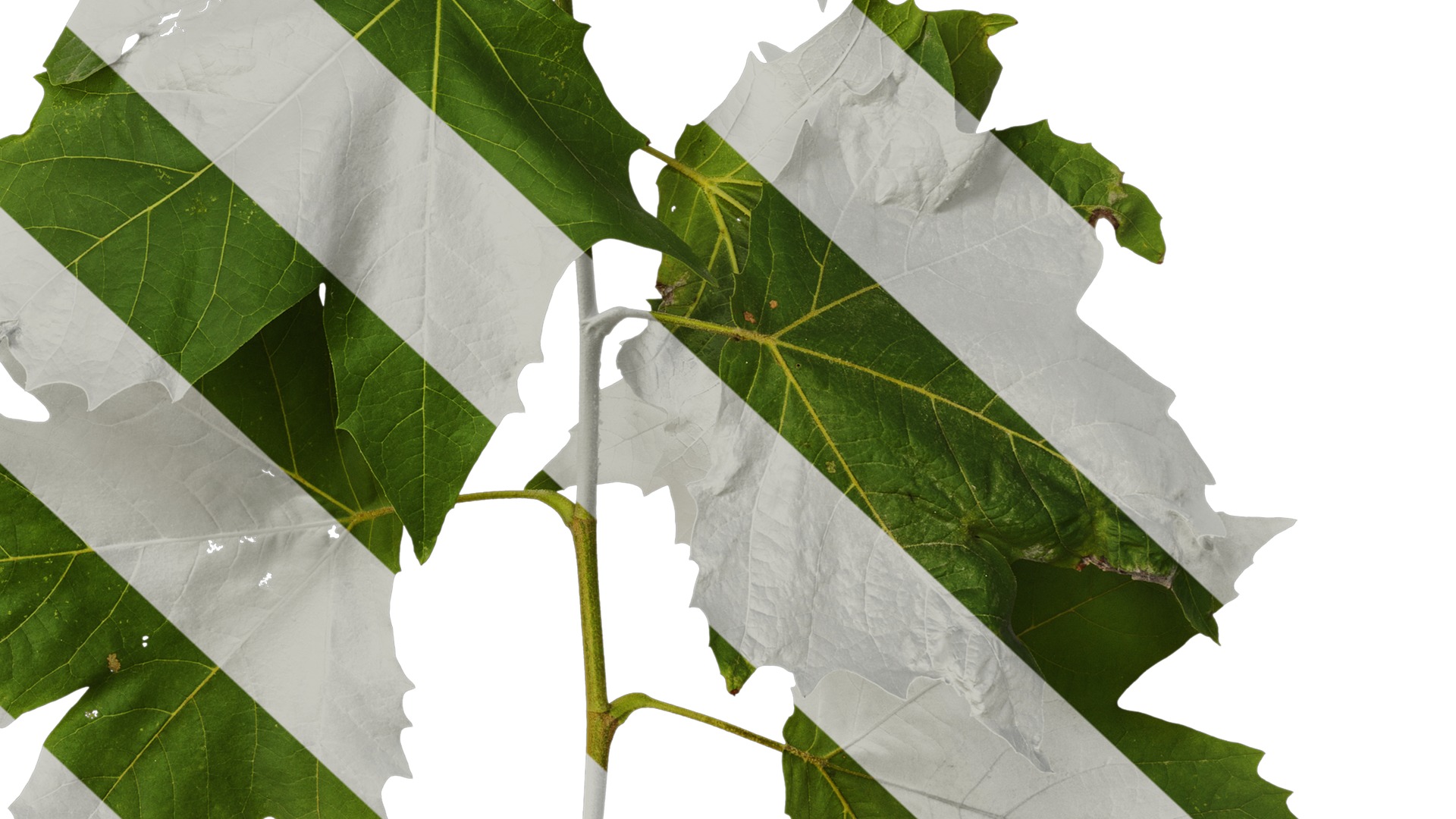 Anydrafts Platanus x acerifolia Atlas 08 Texture_6