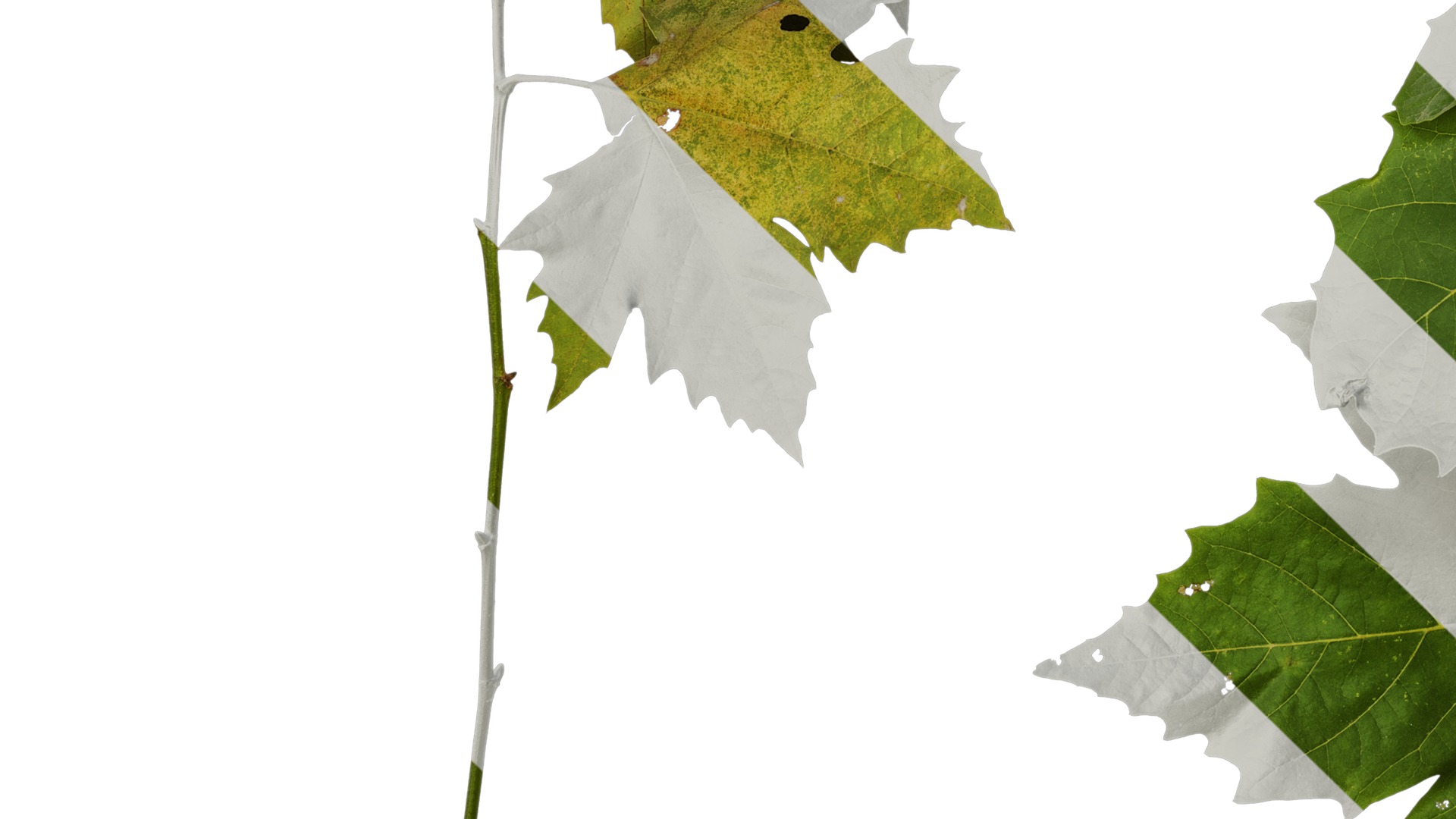 Anydrafts Platanus x acerifolia Atlas 08 Texture_5