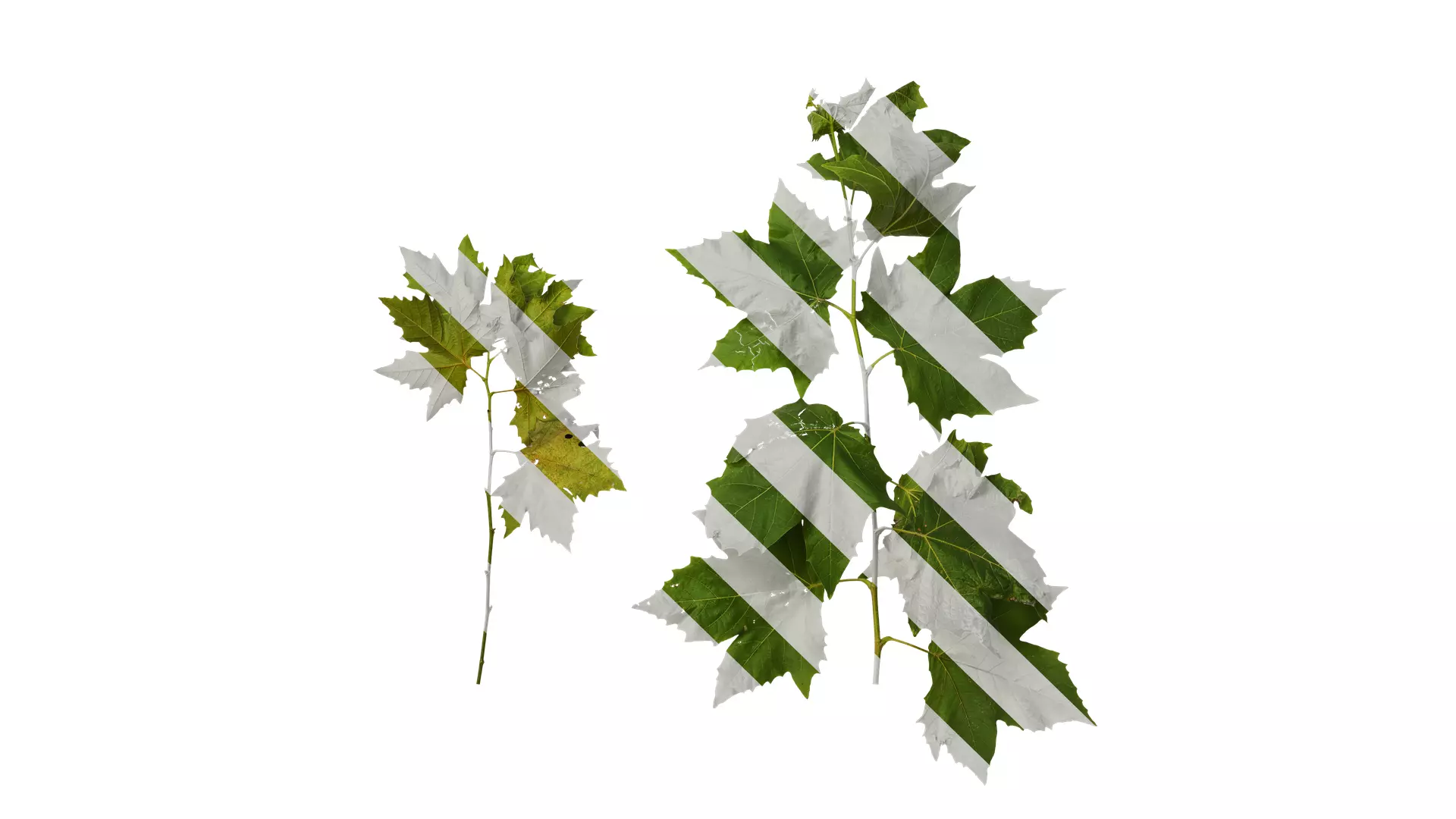 Anydrafts Platanus x acerifolia Atlas 08 Texture_0