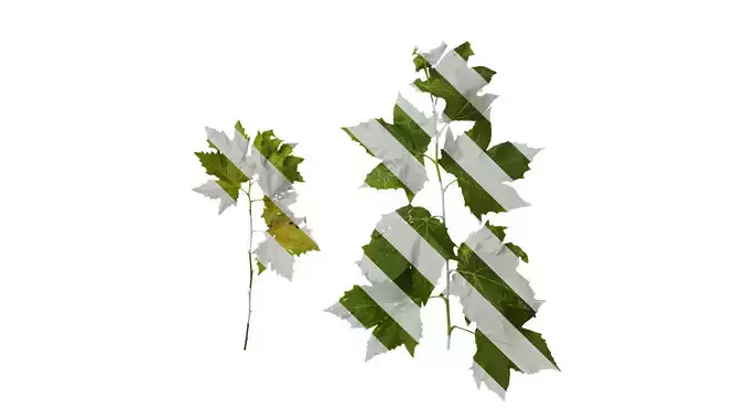 Anydrafts Platanus x acerifolia Atlas 08