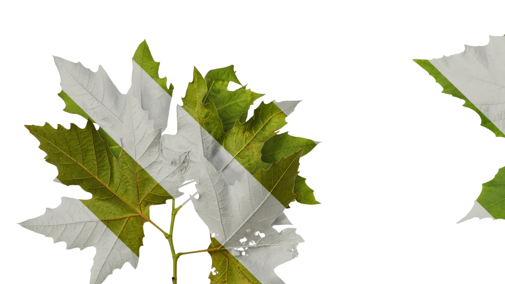 Anydrafts Platanus x acerifolia Atlas 08 Texture_3