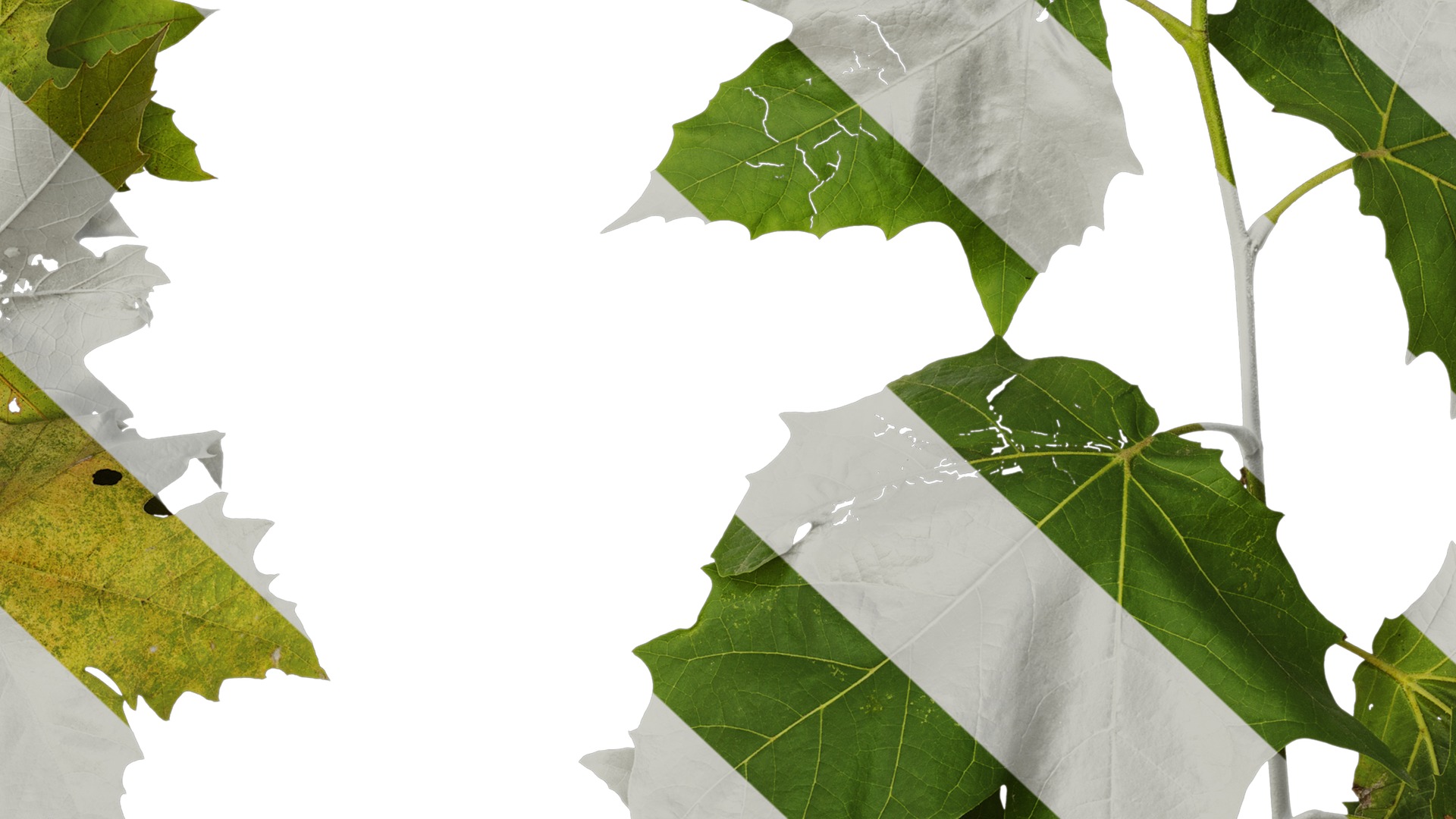 Anydrafts Platanus x acerifolia Atlas 08 Texture_7